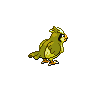 shiny (dorso)