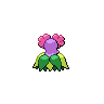 shiny (dorso)