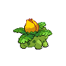 shiny (dorso)