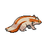 shiny (dorso)