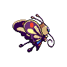 shiny (dorso)