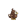shiny (dorso)