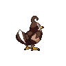 shiny (dorso)