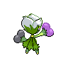 shiny (dorso)