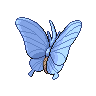 shiny (dorso)
