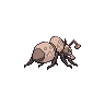 shiny (dorso)