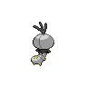 shiny (dorso)