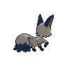 shiny (dorso)