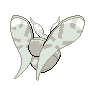 shiny (dorso)