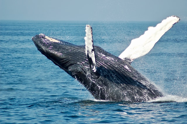 鲸鱼的近亲竟然是河马？！