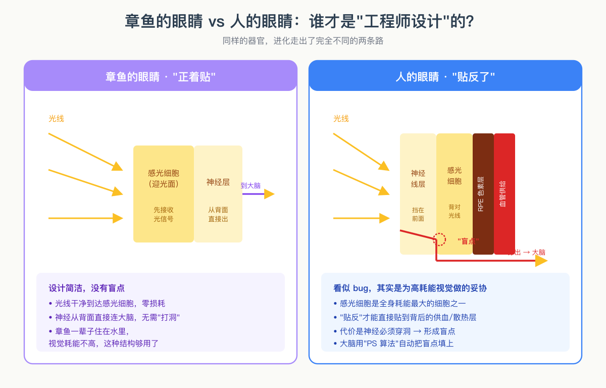 章鱼眼 vs 人眼