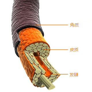 发丝的生物结构图