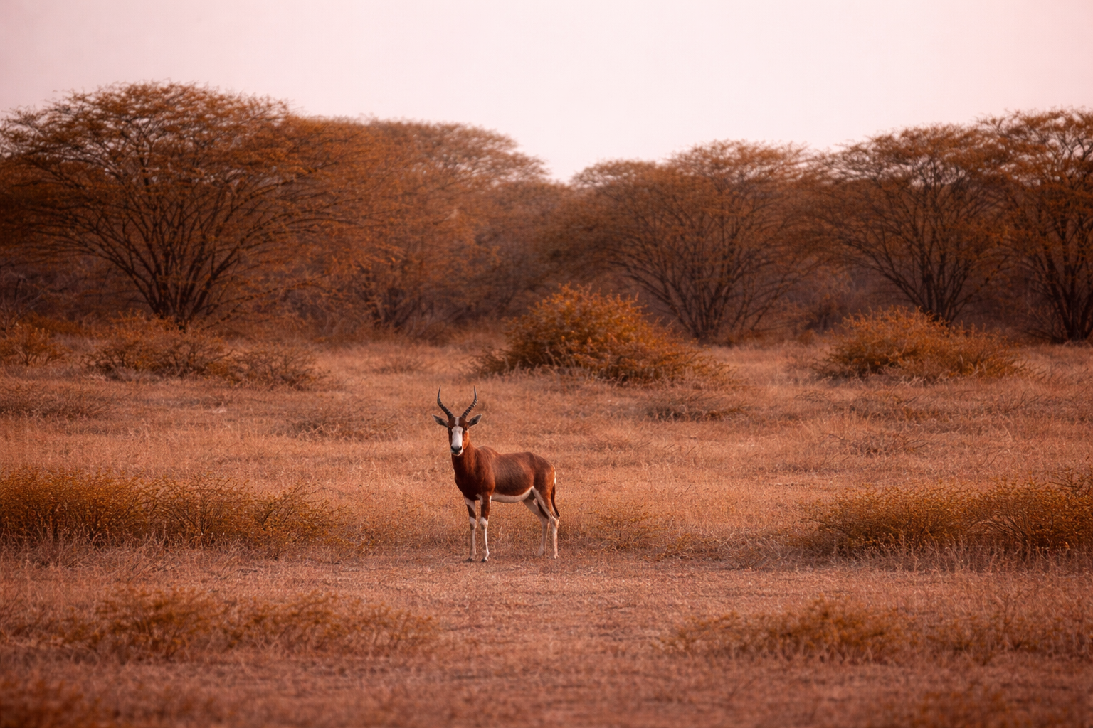 Northern Cape