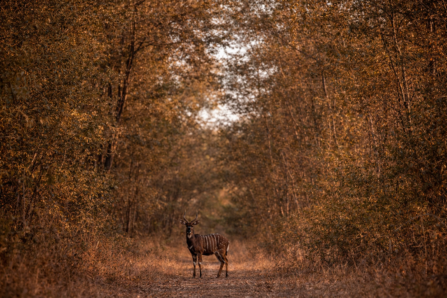 Mpumalanga