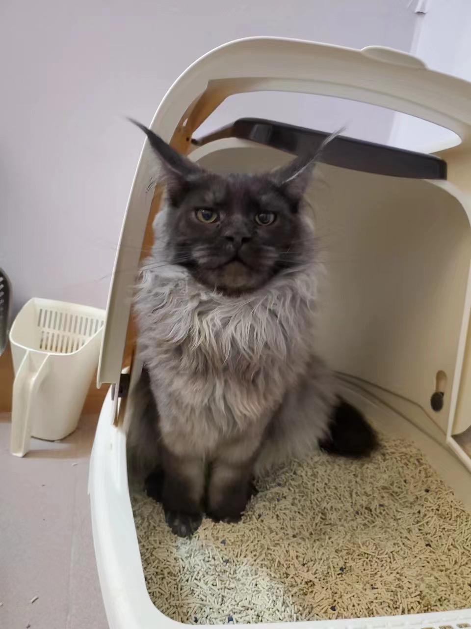缅因大猫