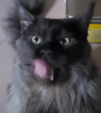 猫咪午后