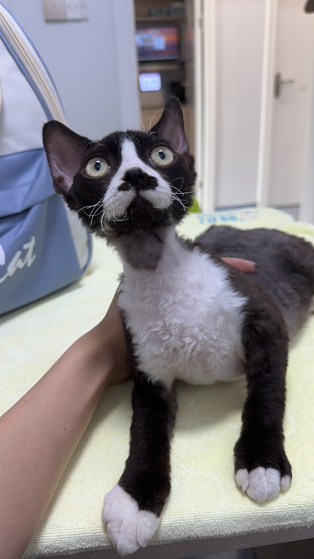 猫咪午后