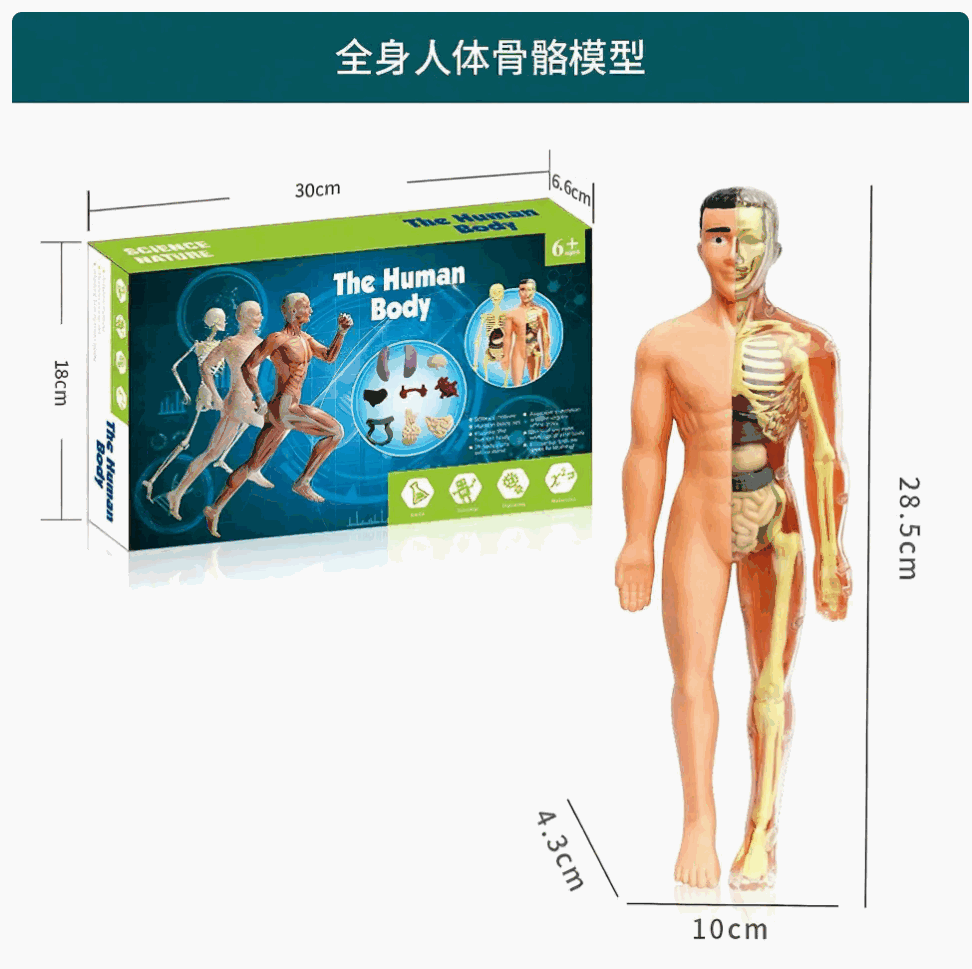 Human Body Anatomy Model Educational Science — wholesale ycs-toy-058 product image