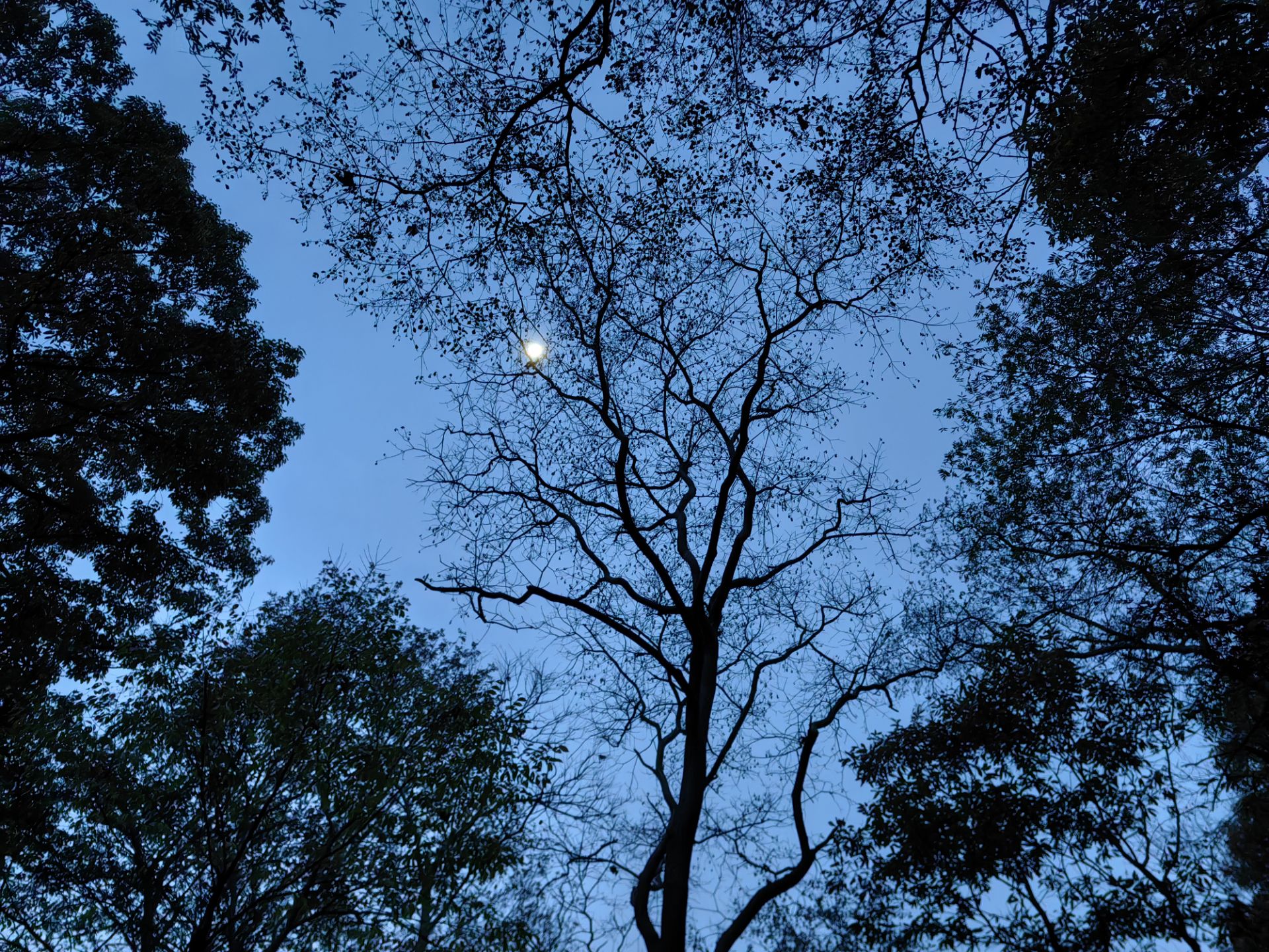 用于医学图像分割的嵌套U-Net体系结构(U-Net++)