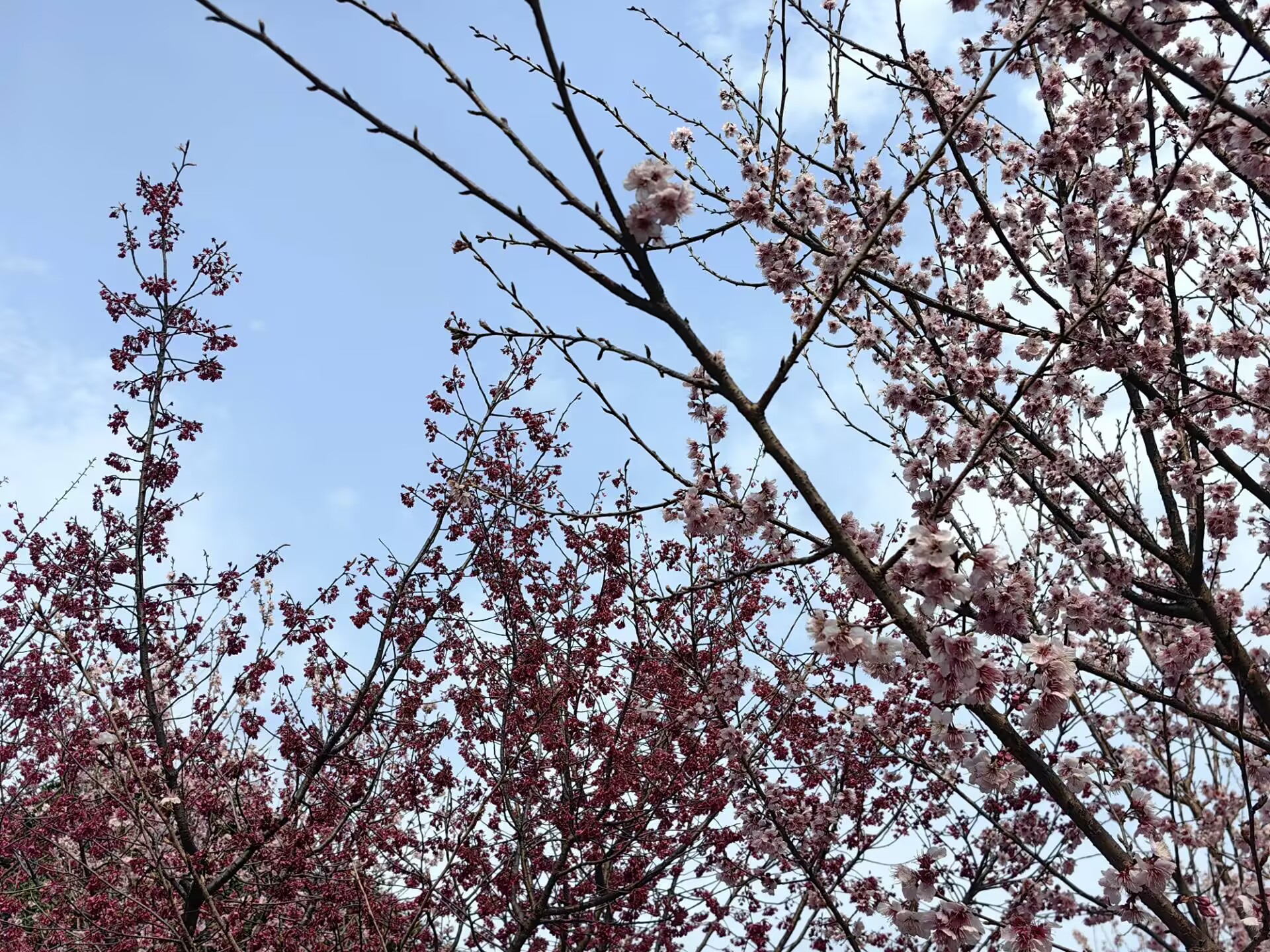 使用平面光子衬底和暗场照明的对比度增强光学显微术