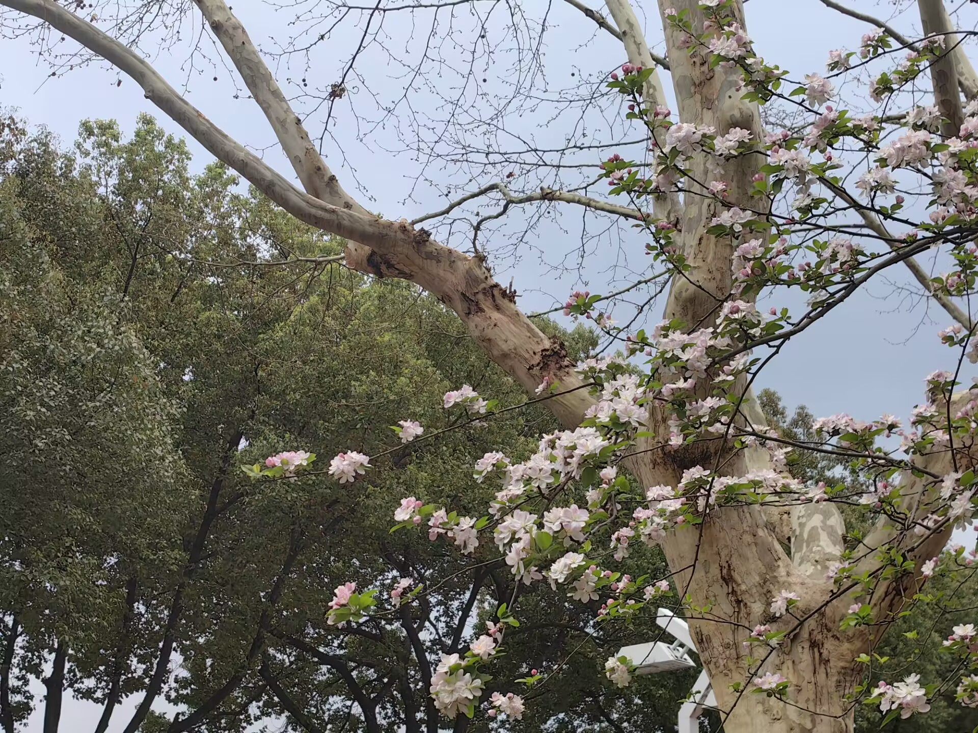 微球辅助超分辨率极化显微镜，用于极化敏感材料