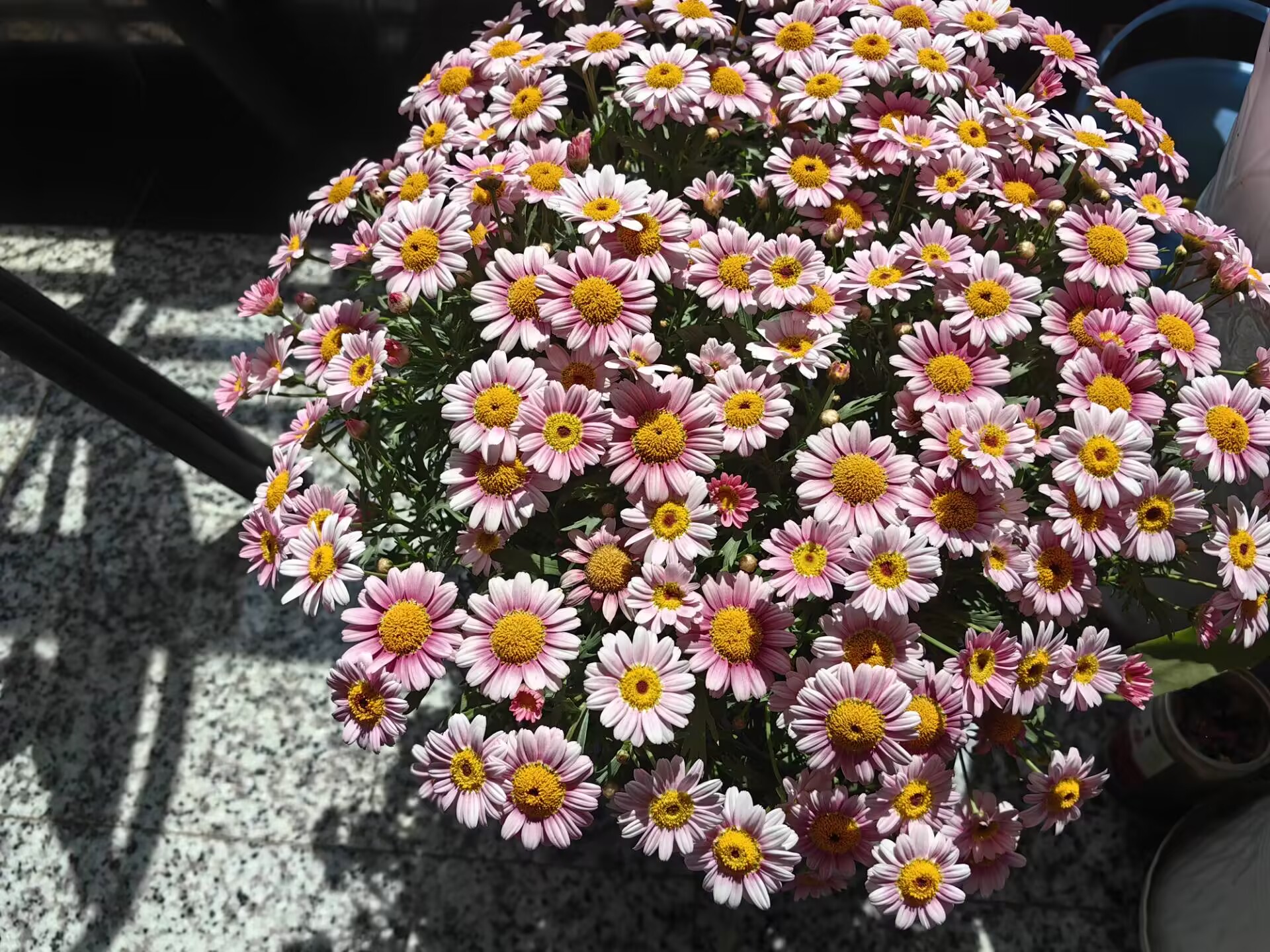 基于倏逝波照明的空间移频超分辨成像技术研究