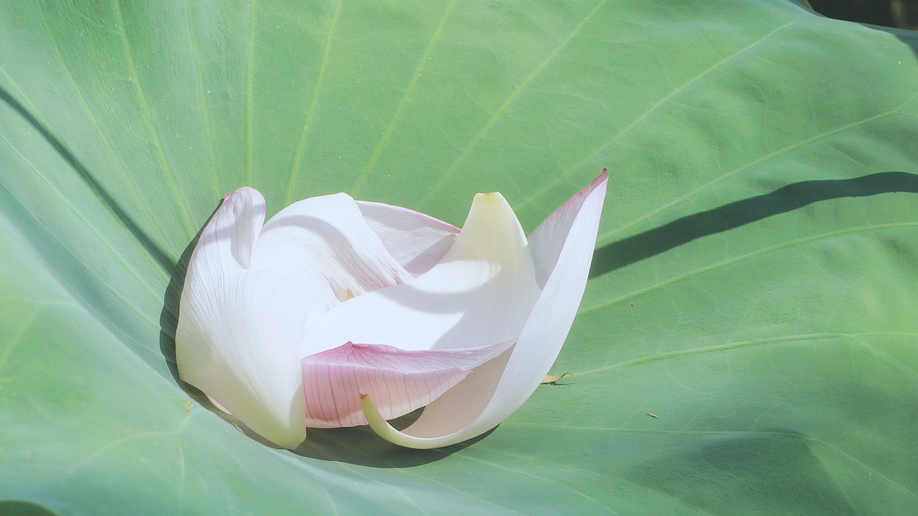 观荷