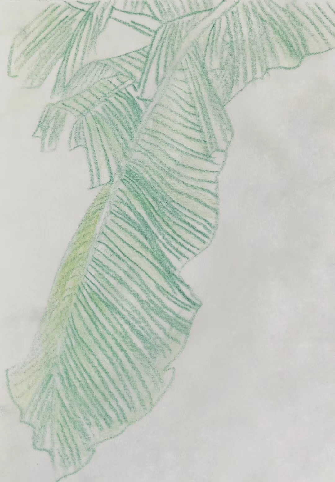 芭蕉