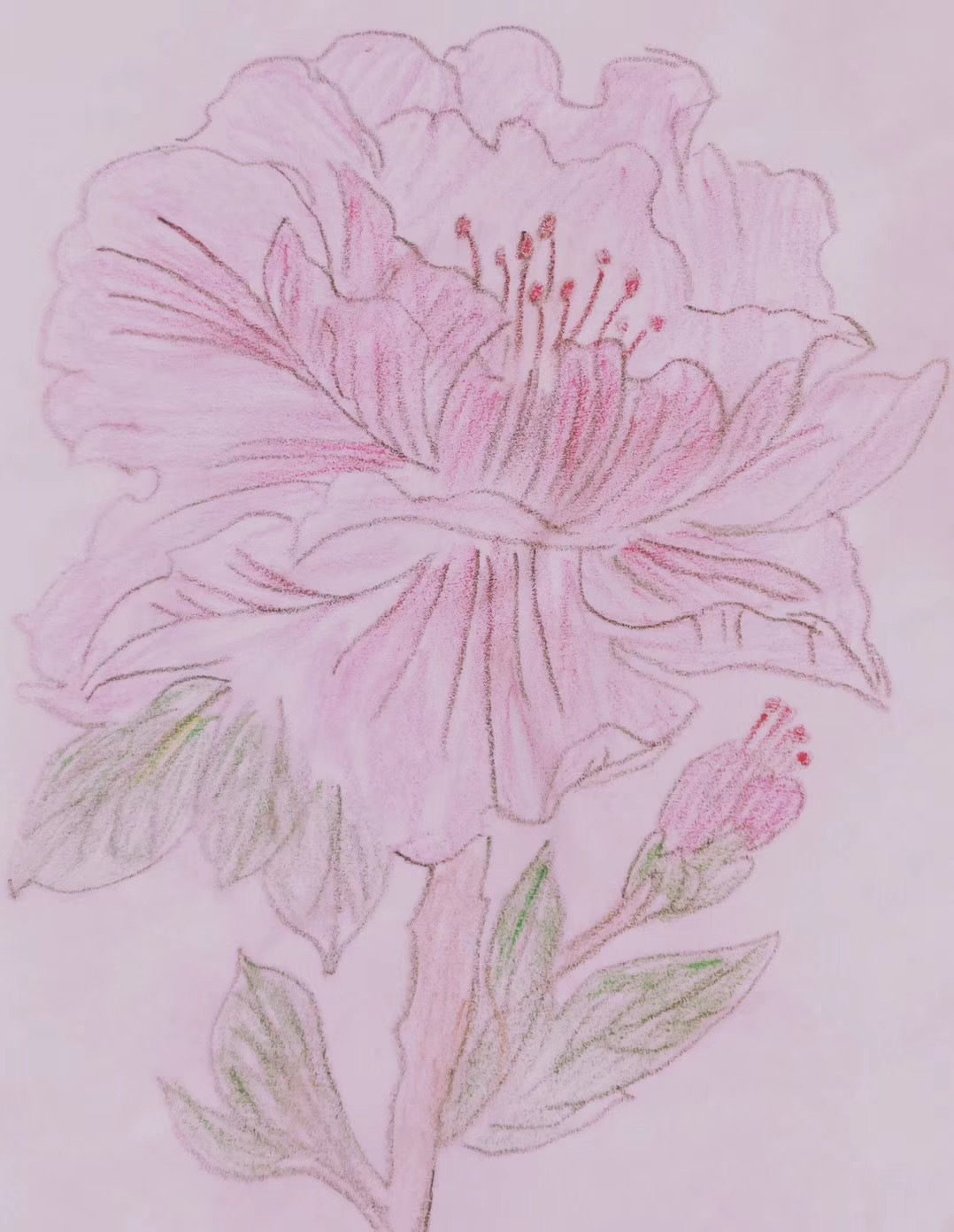 木槿
