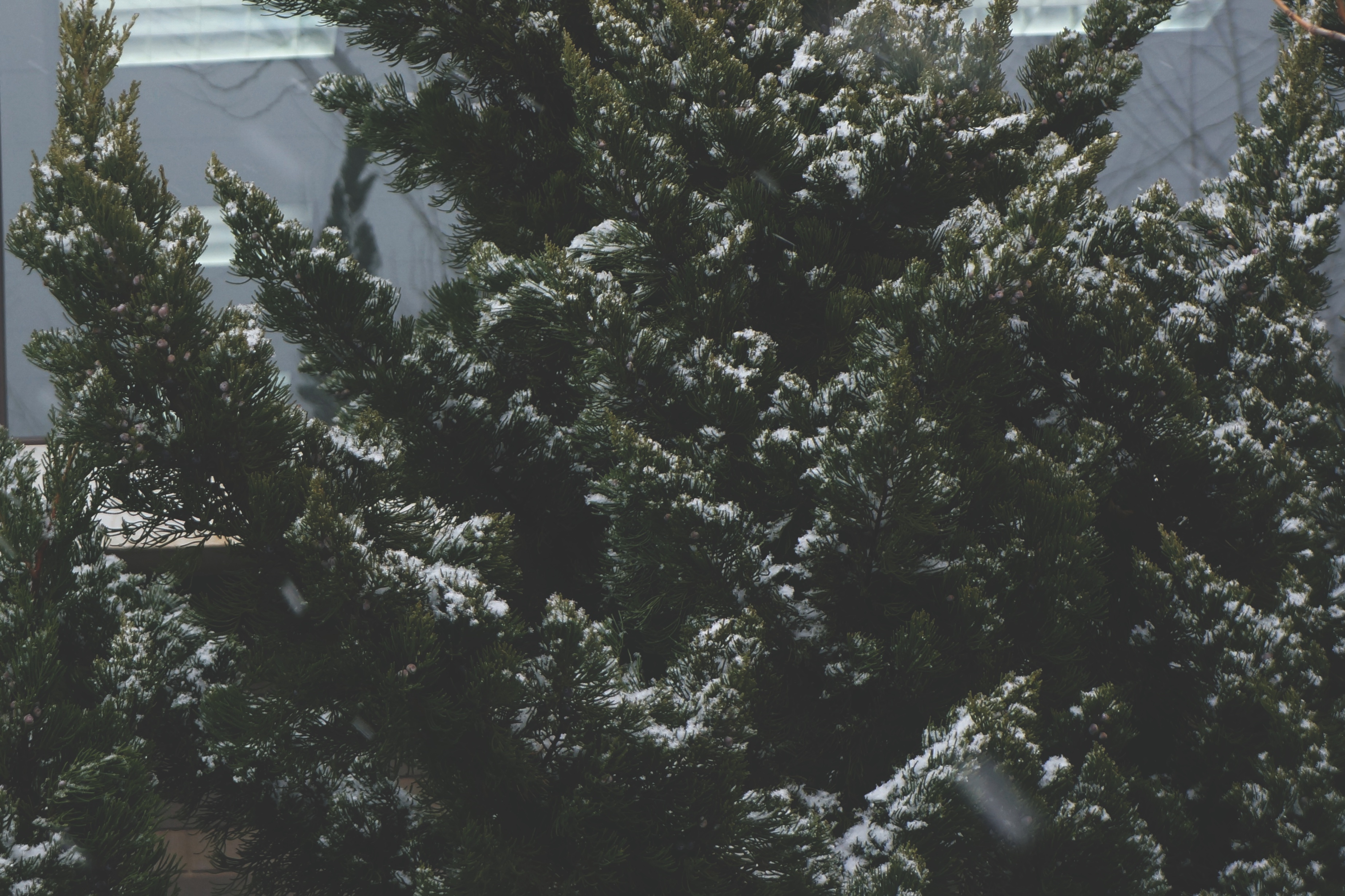 雪