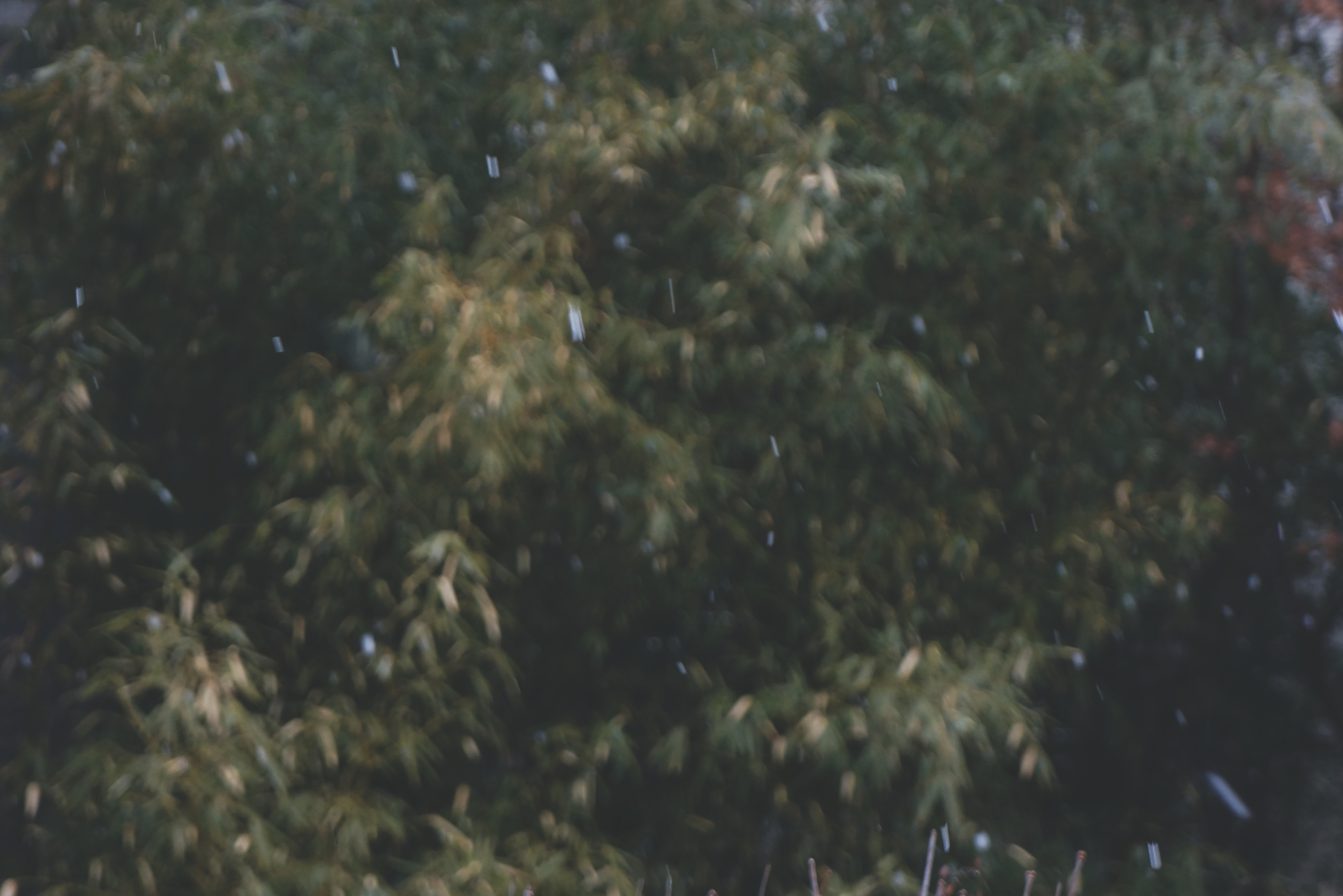 雪