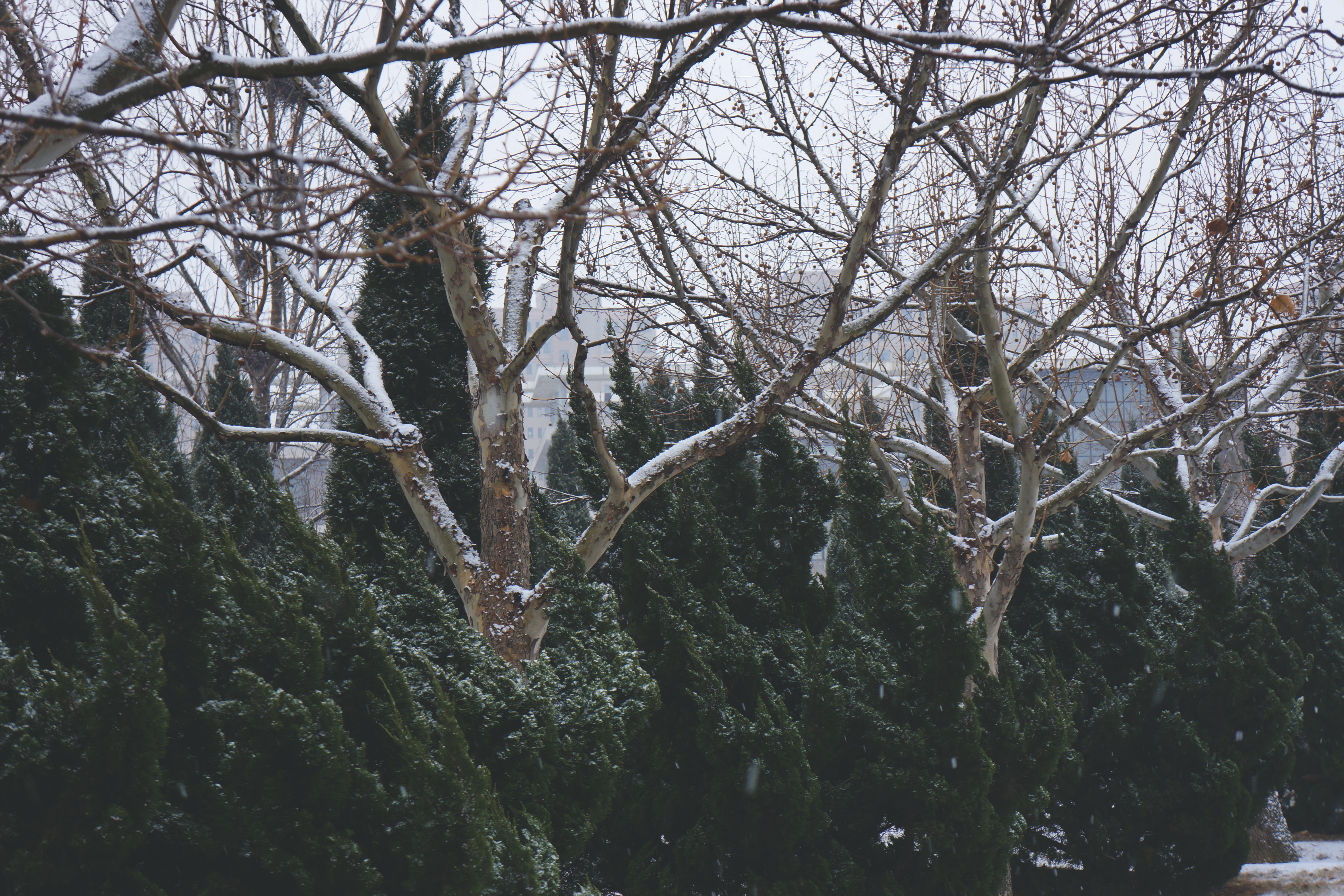 雪