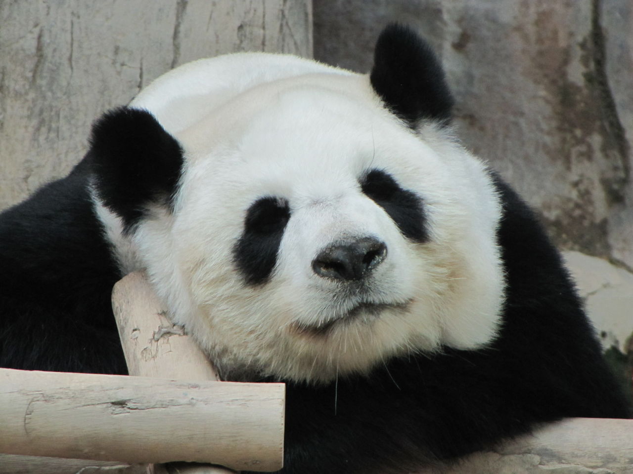 alittlebear