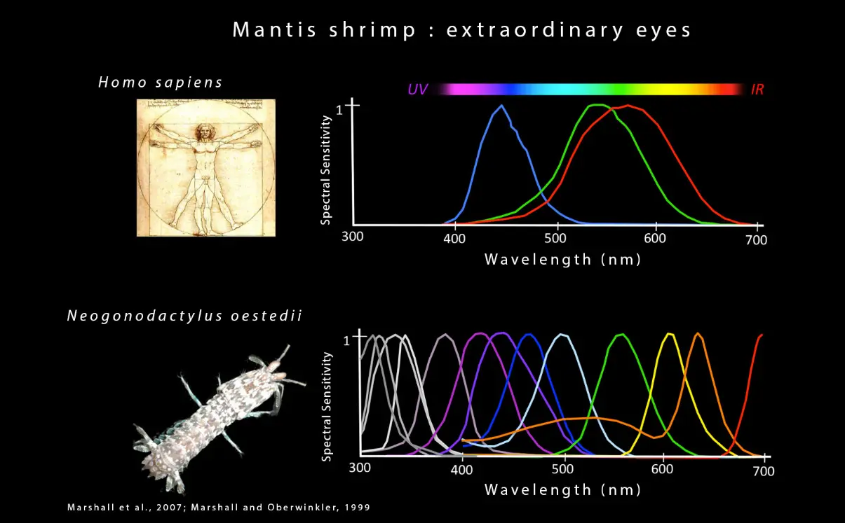 eyes_vs.png
