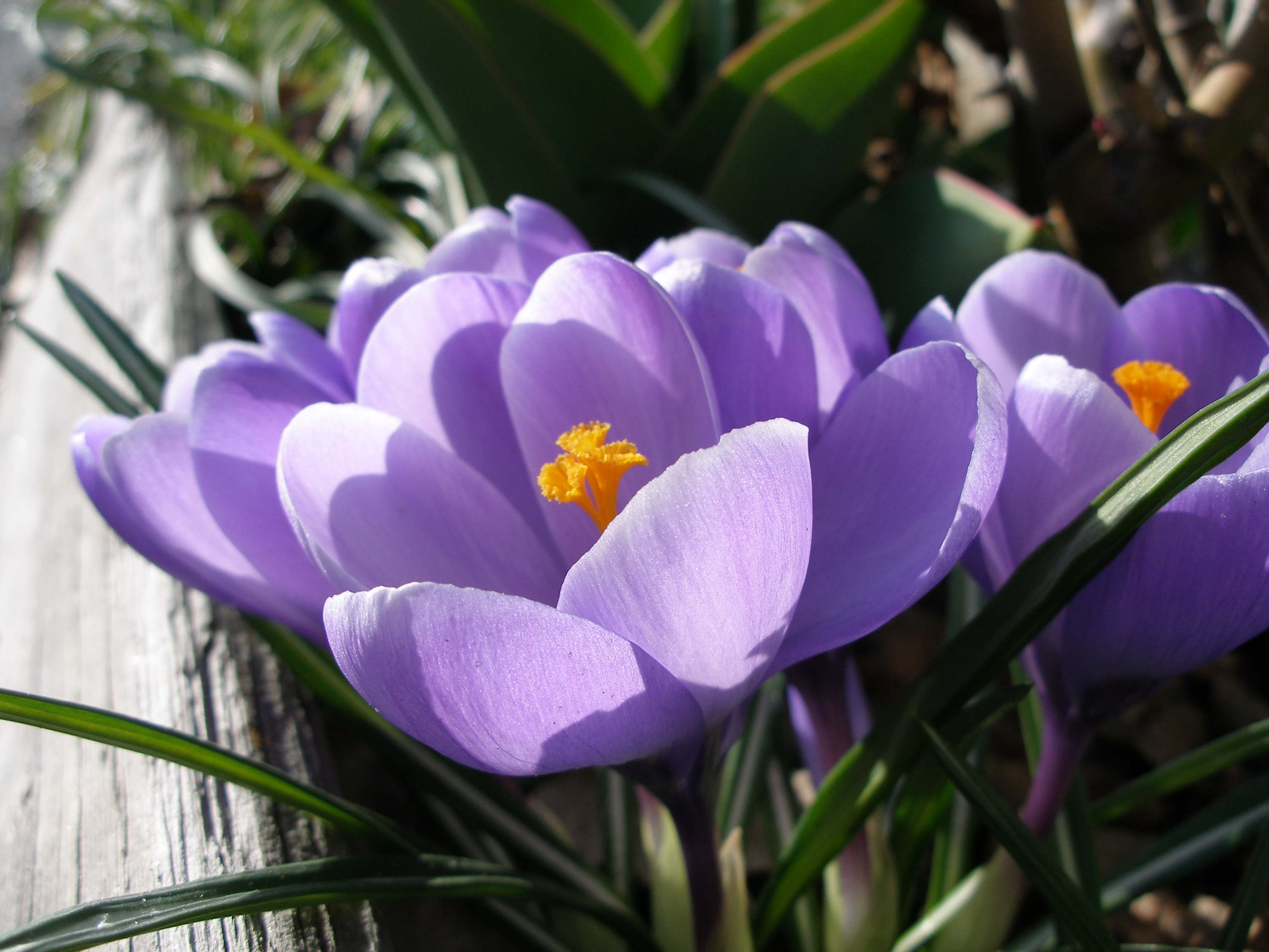 The Crocus Observer’s Guide — How to Admire Nature Without Damaging It