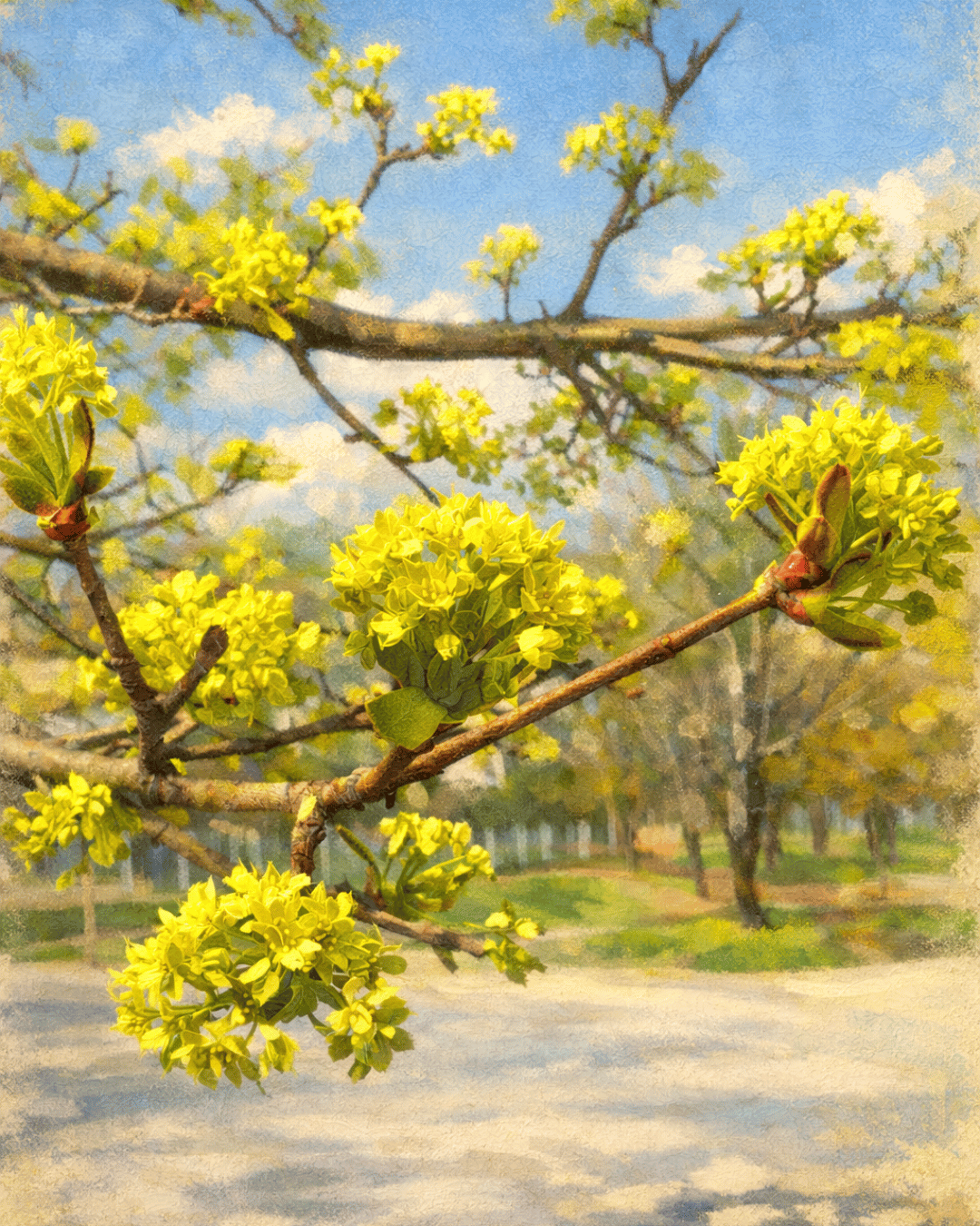 The Bright Branch: a mindfulness exercise on light and growing (week 15)