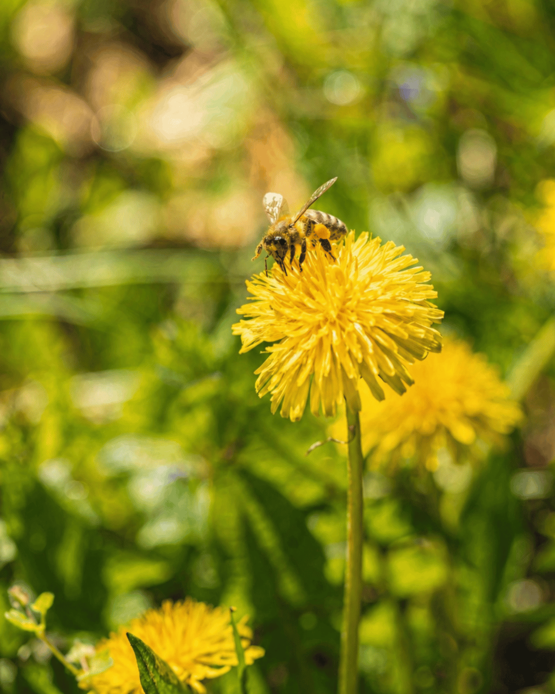 The Wandering Bee — a mindfulness exercise in purposeful motion