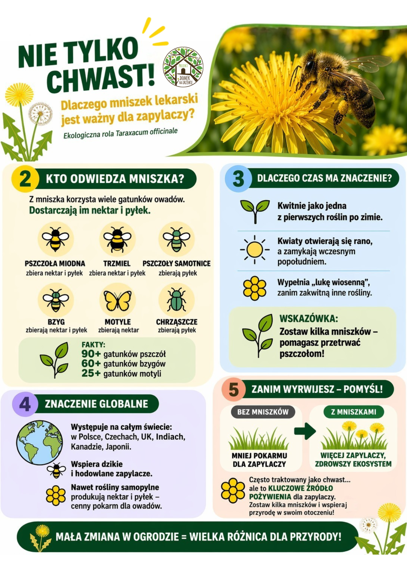 Mniszek lekarski to nie chwast? Dlaczego jest ważny dla zapylaczy