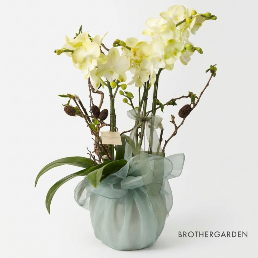 개업화분 서양란 취임 축하난 서양난 사무실 개원 영전 승진난 상견례 배달 꽃배달 호접란