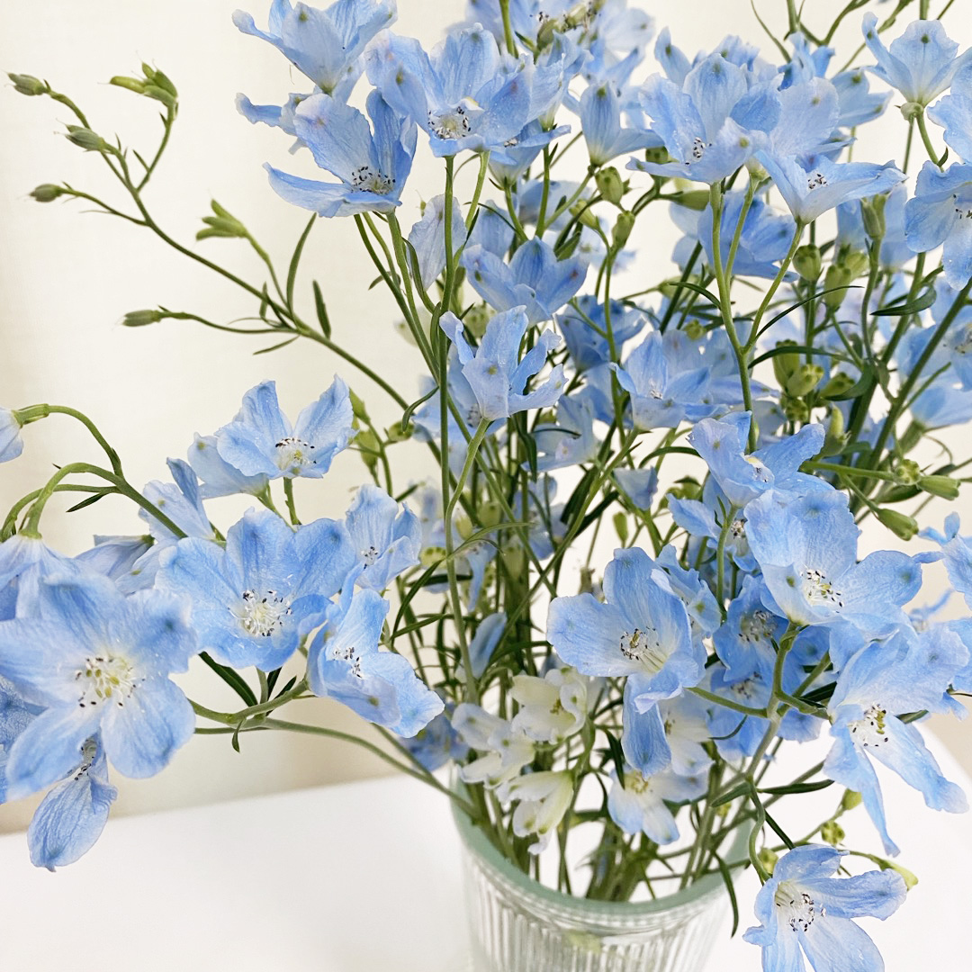 미니델피늄 델피니움 파란꽃 꽃배달 생화택배 양재꽃시장