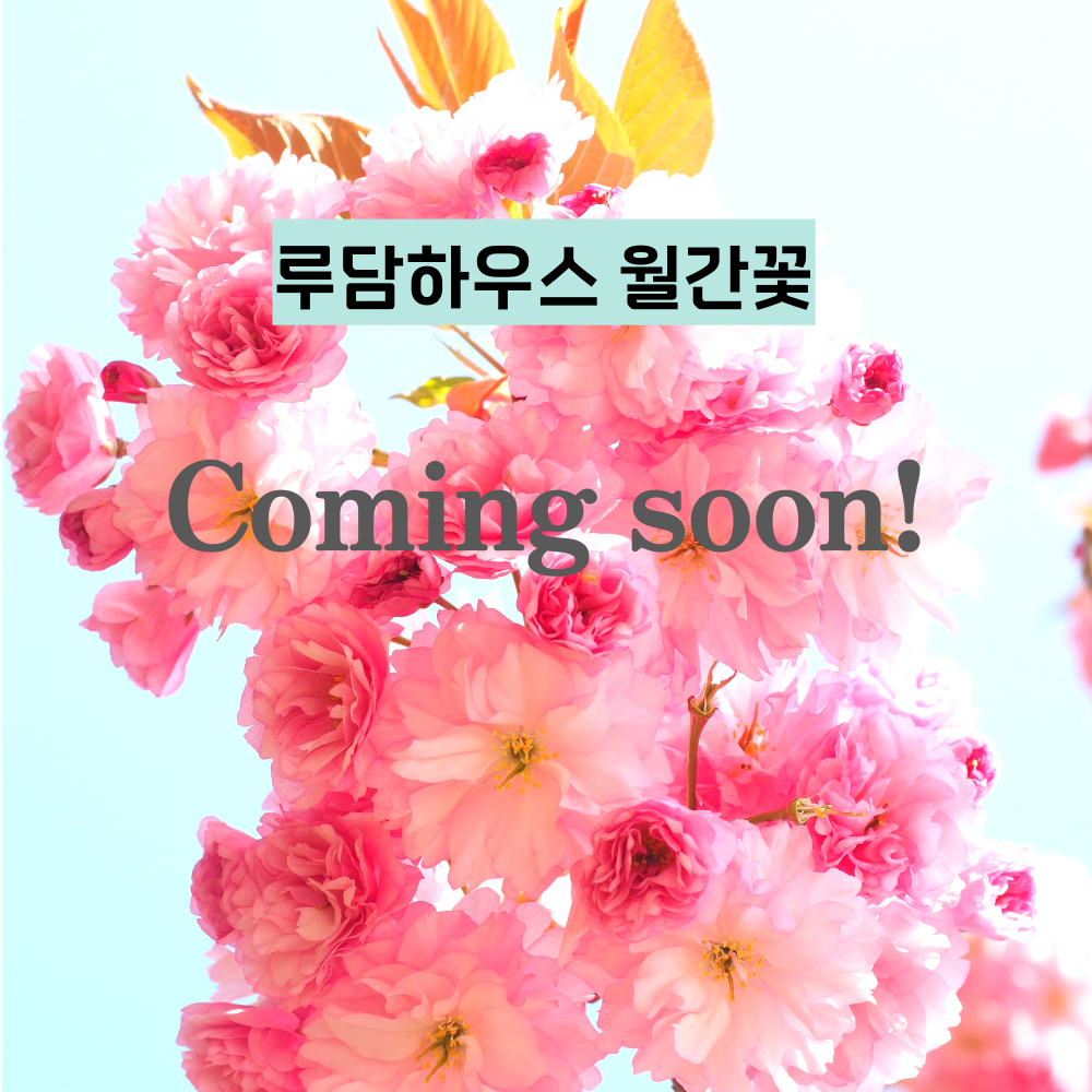 월간꽃 정기구독 봄 꽃배달 생화 졸업식 결혼기념일 양재꽃시장 꽃다발 꽃배달서비스