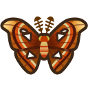 Attacus Atlas