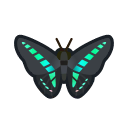 Graphium sarpedon