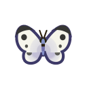 Piéride de la rave