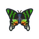 Chrysiridia rhipheus