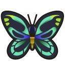 Troides alexandrae