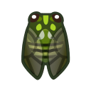 Cigale hyalessa