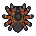 Tarentule