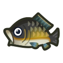 Carpe