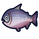Saumon roi